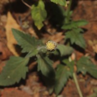 Tridax procumbens L.